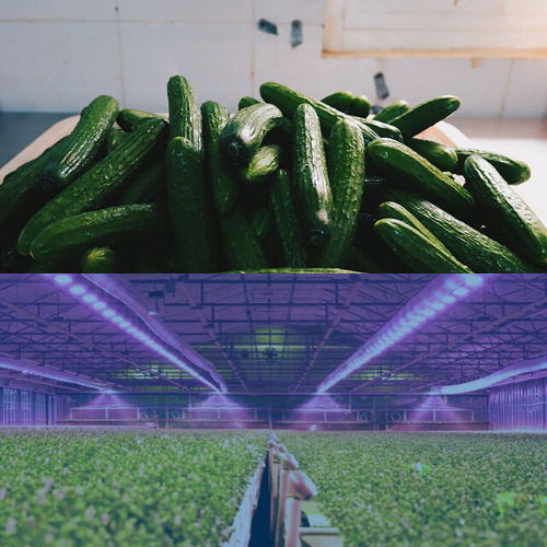 lighting for greenhouse and growers